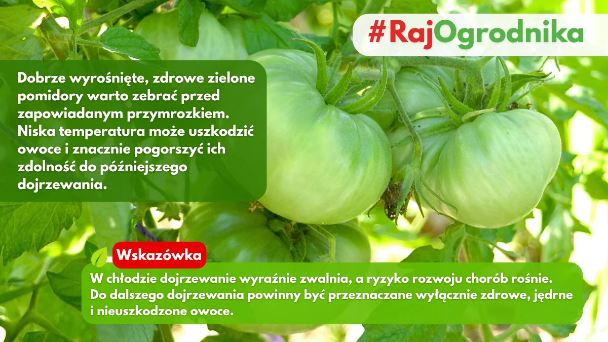 Zbiór zielonych pomidorów przed mrozem blog sklep rajogrodnika